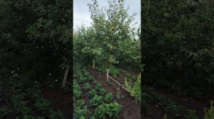 Всем привет из Сладково!