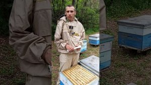 Обман пчелоблогеров