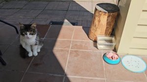 🐈🐈⬛️ Тигры выпускают когти, у Енота это по интеллигентному только получается.