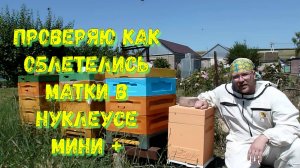 Переселяем Матку с нуклеуса мини +