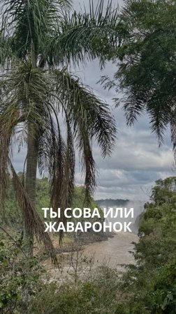 Ты сова или жаворонок?