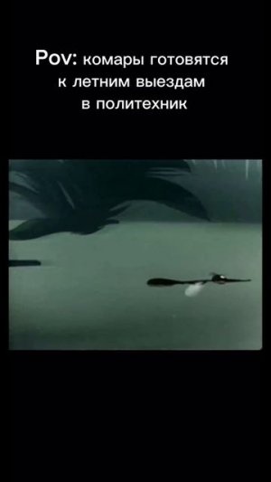 Комары готовятся к летним выездам в Политехник