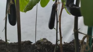 В нашем саду начали поспевать баклажаны