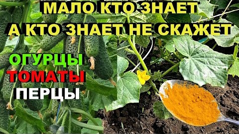 Простой трюк, с помощью которого, я спас свои огурцы🥒, перцы🌶, и помидоры🍅