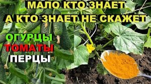 Простой трюк, с помощью которого, я спас свои огурцы🥒, перцы🌶, и помидоры🍅