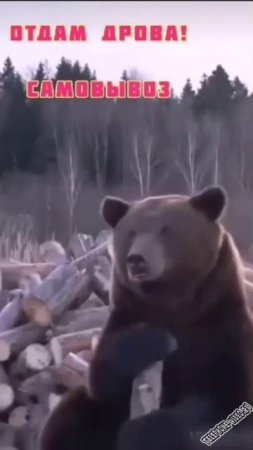 Дрова и МИШКА )))