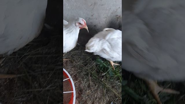 венгерская мангалица