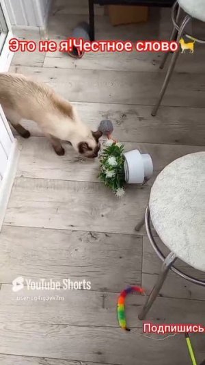 Кошка🐱Ладушка😂ангелочек 28-06-2025 #смешныекоты #котики #прикольные