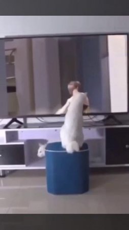 кот волшебник