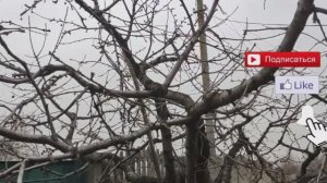 НЕ ОБРЕЗАЙ ЧЕРЕШНЮ ПОКА НЕ ПОСМОТРИШЬ ЭТО ВИДЕО!!!