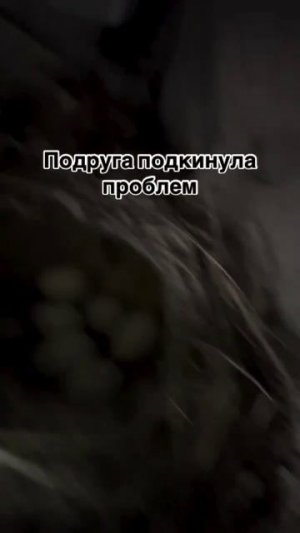 1000005015.mp4  гнездо под машиной