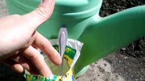 Обязательно подкормите этим розы весной