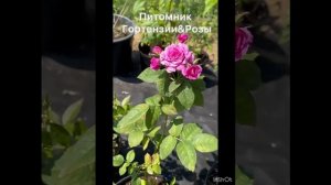 WhatsApp Video 2025-06-26 at 12.22.48