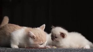 АСМР - КУЧА МАЛЕНЬКИХ КОТЯТ ОЧЕНЬ АППЕТИТНО ЕДЯТ  😍 😍 😍