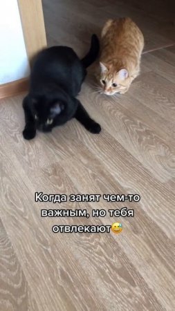 Животные-приколы и не только