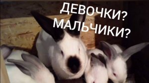 Девочки? Мальчики? 🐇