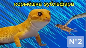 Кормёшка эублефара №2