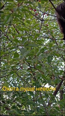 "Охота пуще неволи"