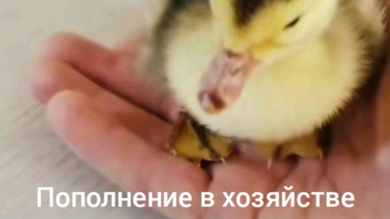 Пополнение в хозяйстве.🦆