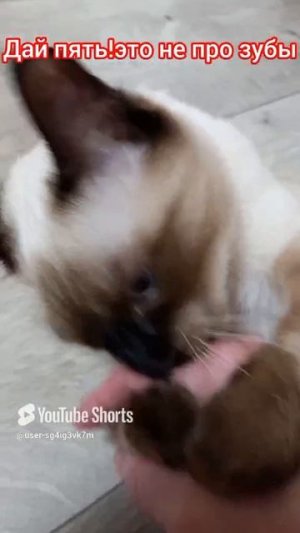 Дай пять😂🐱Кошка Ладушка 28-06-2025