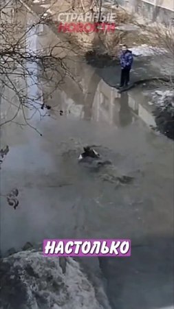 48. Школьник нырнул в лужу во дворе многоэтажки!   Главные Новости