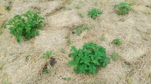 VID_20250628_120343.mp4 огород с картошкой накрытой соломой