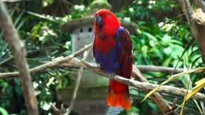 Гармония леса и дыхание Земли — Звуки для релаксации