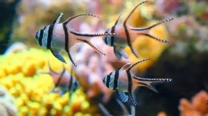 Танцующие листья под мелодию осеннего ветра — Часть 6