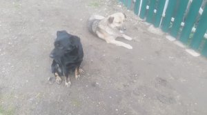 Пёс 3 сезон