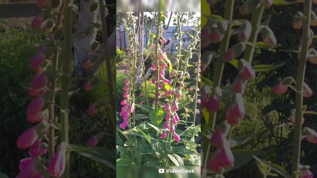 Цветут во всю цветы на нашей даче🏡🌸🌹🌷🌼🌺