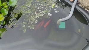 Пластиковый пруд с рыбками