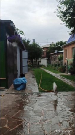 Голубь Андрюха