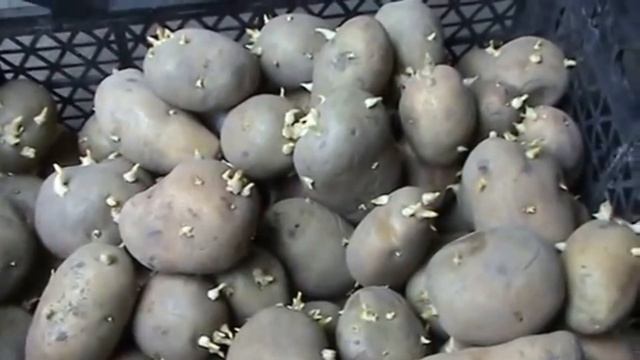 Обязательно сделайте это! Яровизация картофеля перед посадкой.