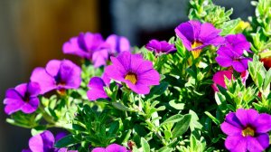 Уход за петуниями после сильных дождей 🌸🌸🌸