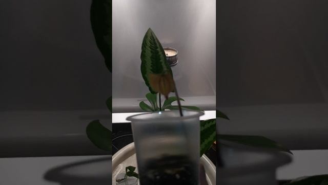 VID_20250628_191957.mp4