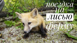 Поездка к лисичкам и норкам