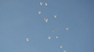 БК торцовые голуби Регулярного В И апрель 2021