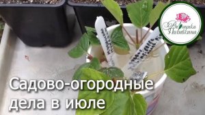 САДОВО ОГОРОДНЫЕ ДЕЛА В ИЮЛЕ