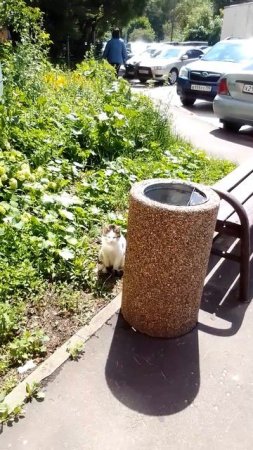 Милый котик отдыхает на лавочке в солнечный день, а второй рыжий котик умывается