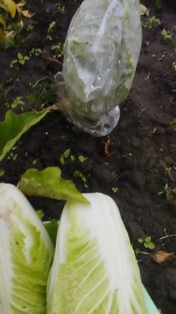 Первый урожай пекинской капусты