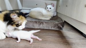 Маленький котенок потерял свою маму и принял за свою маму другую кошку. Новорожденный котенок.