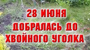28 июня. Добралась до хвойной клумбы