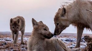 Королевство белого волка 2 серия «Королева-волчица» | NAT Geo