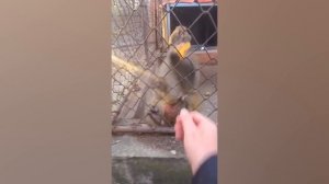 Самые смешные видео с Животными, Которые Определенно Скрасят Ваш День