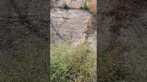 Услышали с другом странные звуки у заброшенных домов!