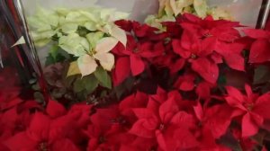 Заказ цветов в Пятигорске "Марина Цветы", флористика и дизайн.