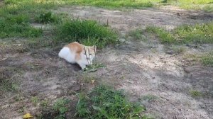 игривый котик