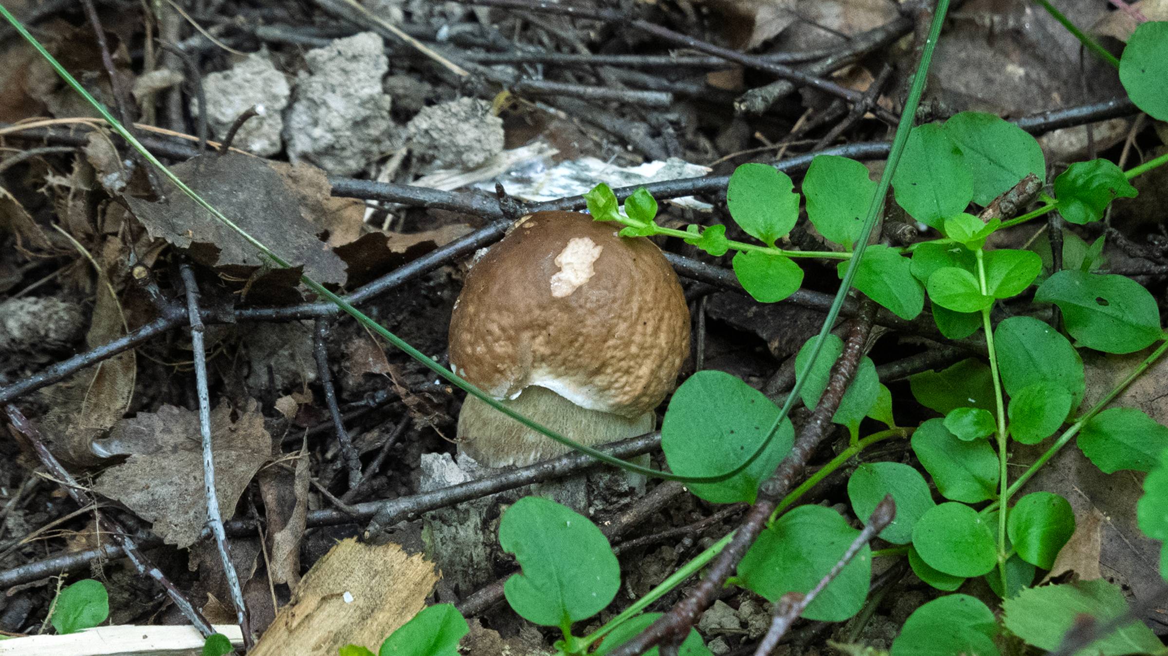 По грибы 2025! Белые грибы лисички и дятел смотреть онлайн