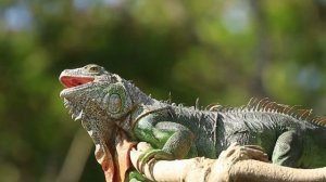 Burcu Güneş & Selda Bağcan - Minnet Eylemem