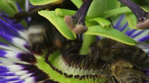 Ayfer Vardar - Gide Gide Bir Söğüde Dayandım